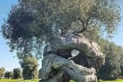 Olivo