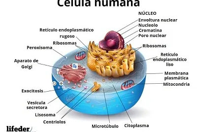 CELULA HUMANA