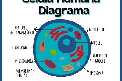 CELULA HUMANA.