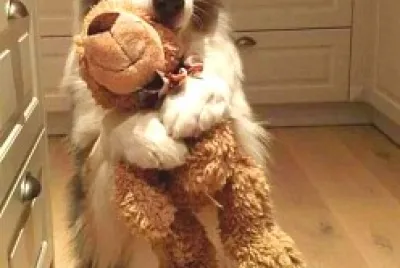 perro