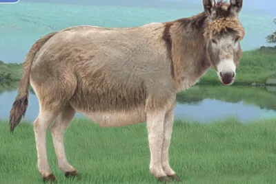 Donkey Ela jigsaw puzzle