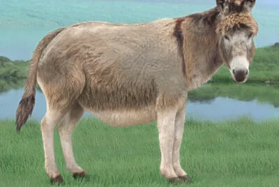 Eledonkey jigsaw puzzle