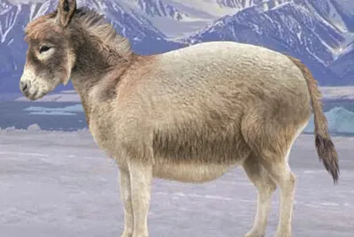 Polar Donkey