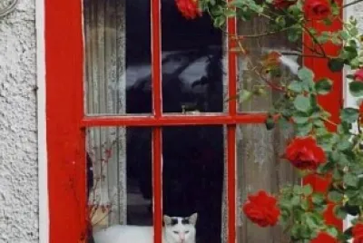 gato