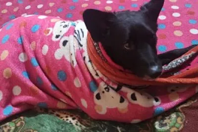 Perrito