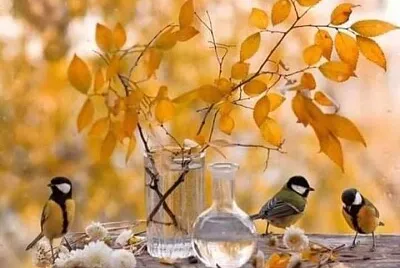 animales