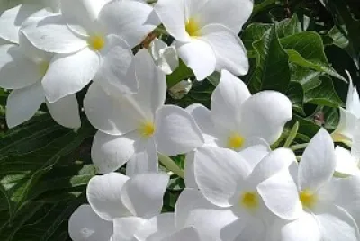 Flores