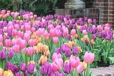 flores