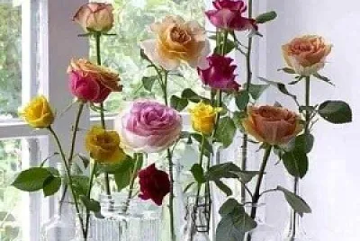 flores