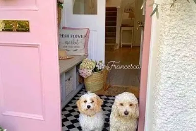 perro