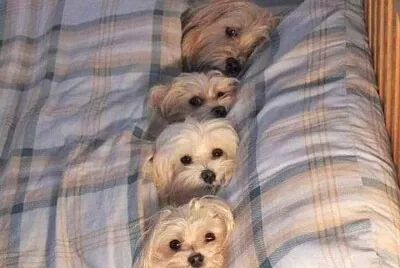 perro