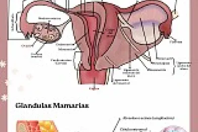aparato reproductor femenino