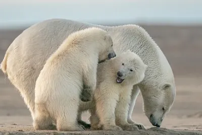 urso polar