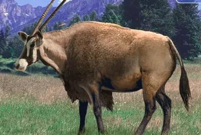 Gemsbok Bison jigsaw puzzle