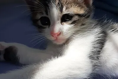 Gatinho sob a luz