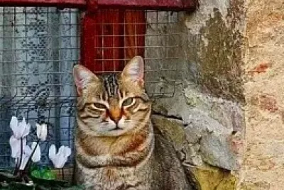 gato