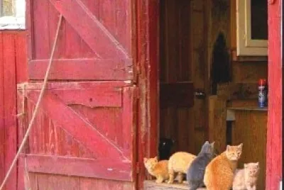 gato