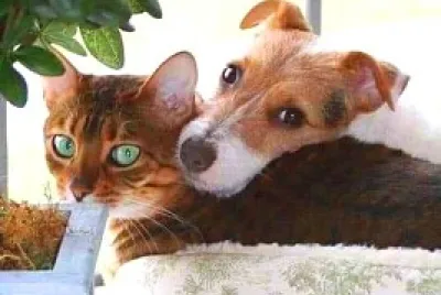 animales