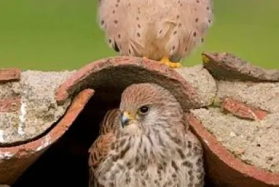 animales