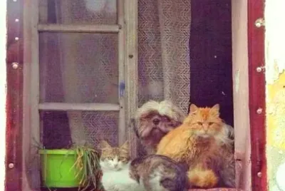 animales