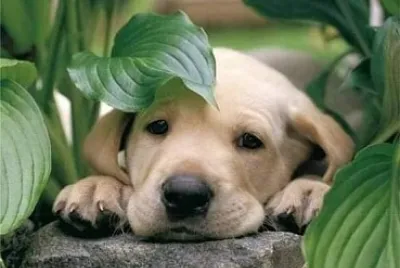 perro