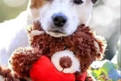 פאזל של perro
