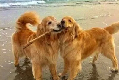 perro