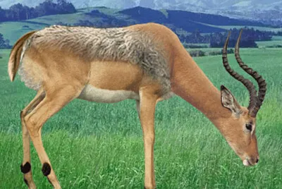 Impala Dog jigsaw puzzle