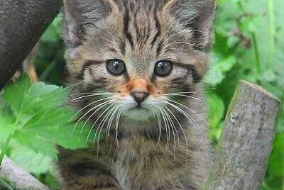 gato