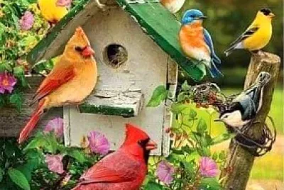 animales