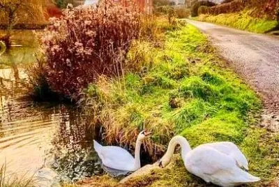 animales