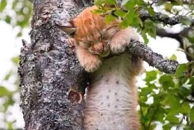 gato