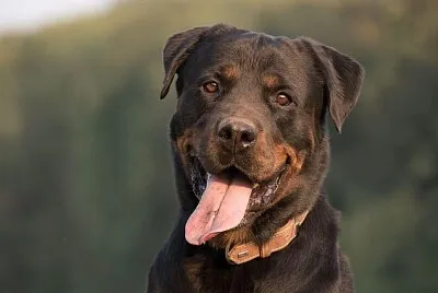 Perro 2 jigsaw puzzle