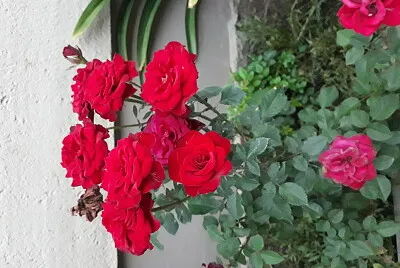 פאזל של rosa vermelha