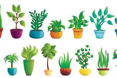 plantas