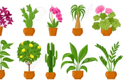 plantas 2