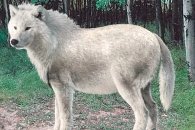 Pig Wolf jigsaw puzzle