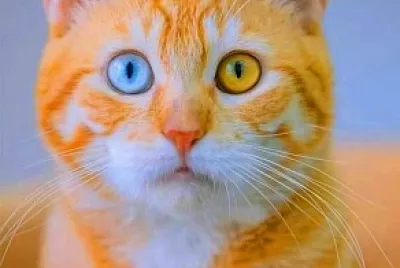 gato