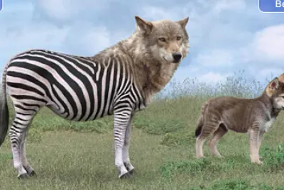 Zebra Grey Wolf jigsaw puzzle