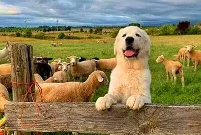 animales