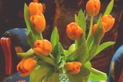 flores