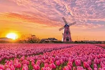 flores