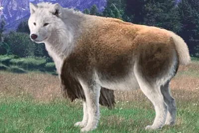 Bison Mountain Wolf jigsaw puzzle