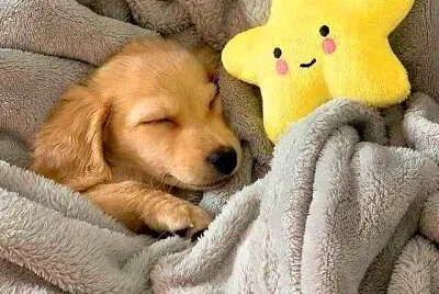 perro