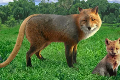 Red Fox Cougar jigsaw puzzle