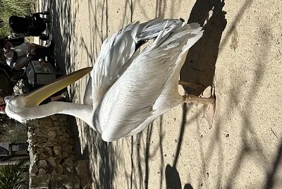 Pelicano