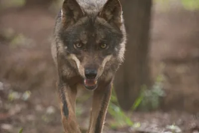 Lobo
