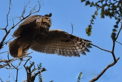 Vuelo