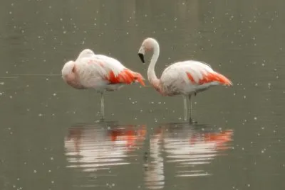 Flamencos