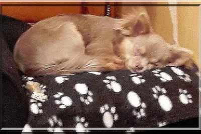 Chihuahua en sièste